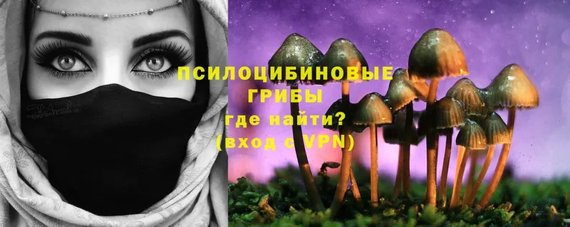 купить  цена  Бавлы  Псилоцибиновые грибы Psilocybe 